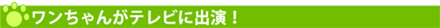 ワンちゃんがテレビに出演!